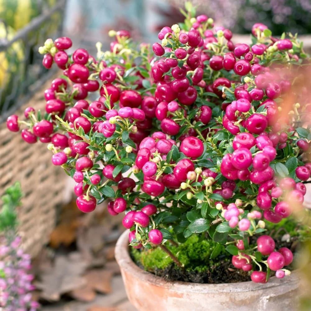 Pernettya mit Beeren – Norma