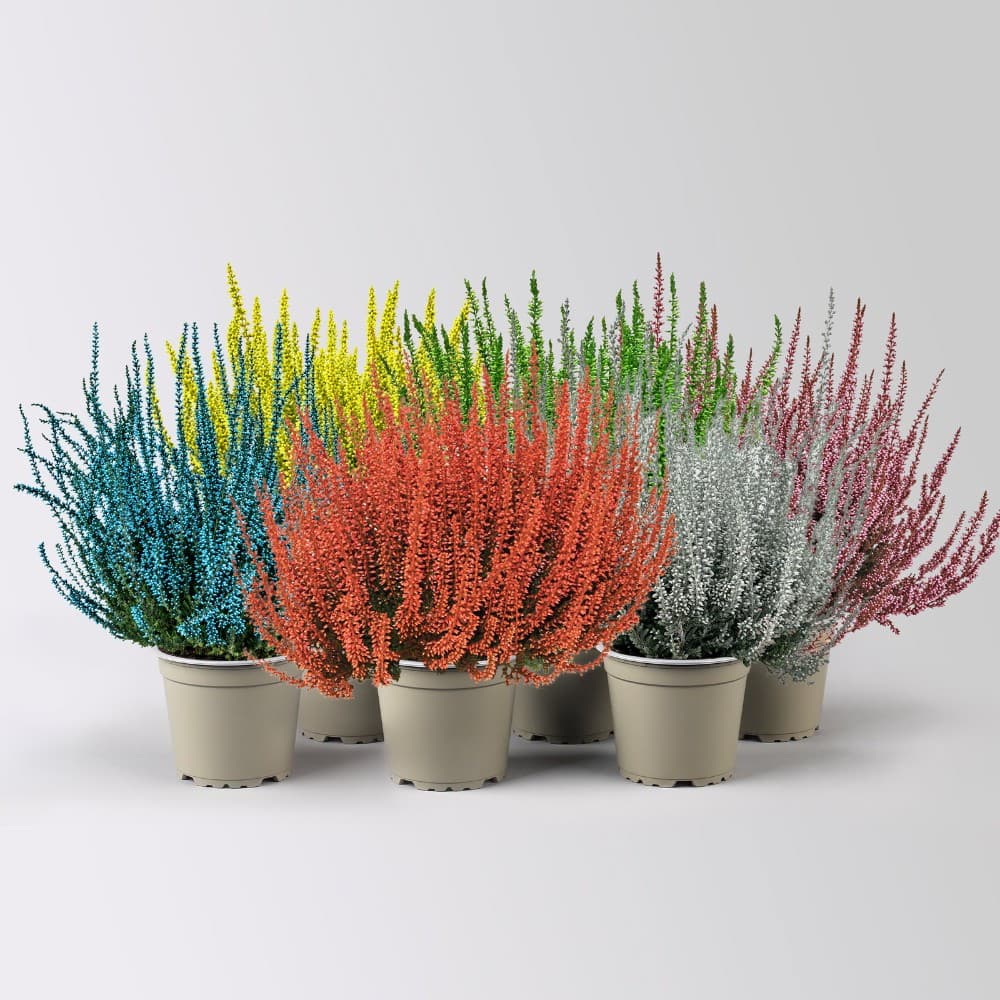 Calluna gefärbt, 10-cm-Topf – Bauhaus