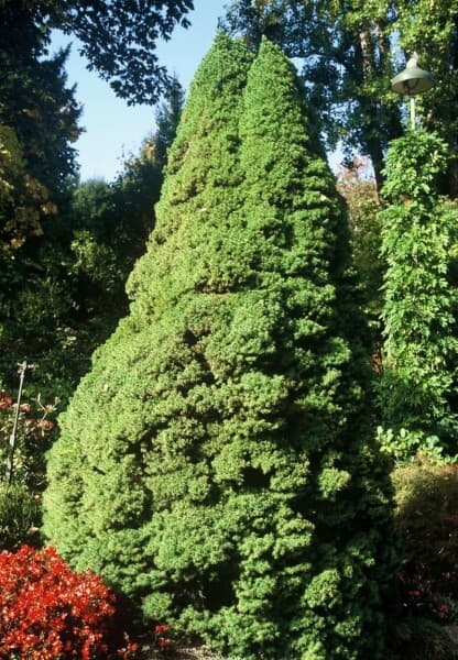 Zuckerhutfichte, 17-cm-Topf Picea glauca 'Conica' – Bauhaus