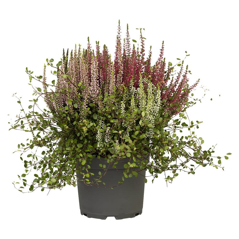 Calluna 'Garden Girls' Kombi, 17-cm-Topf – Bauhaus