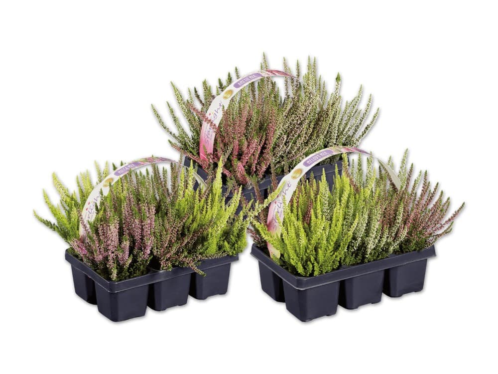 Calluna 6er Tray Angebot bei Lidl