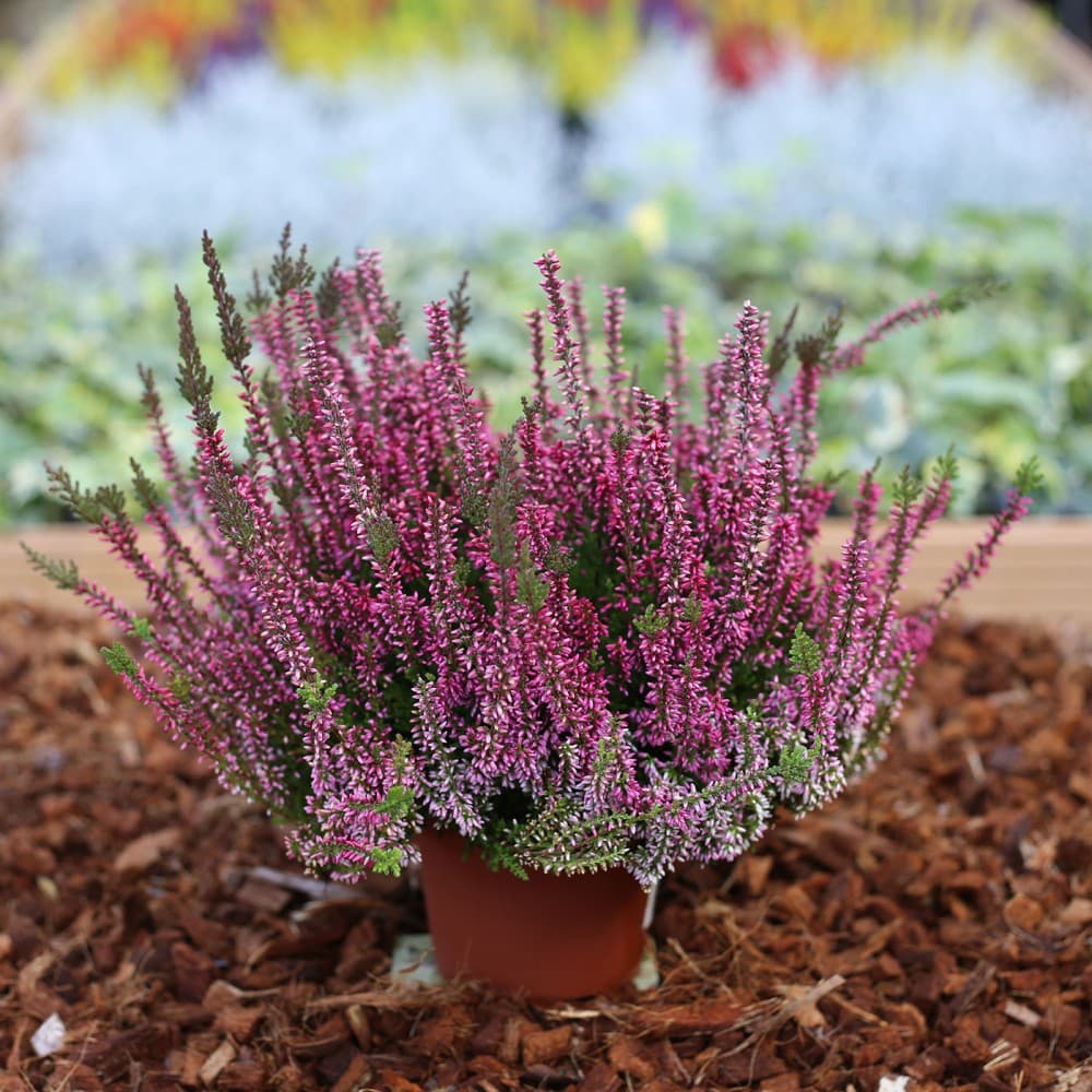 Calluna Garden Girls – Norma