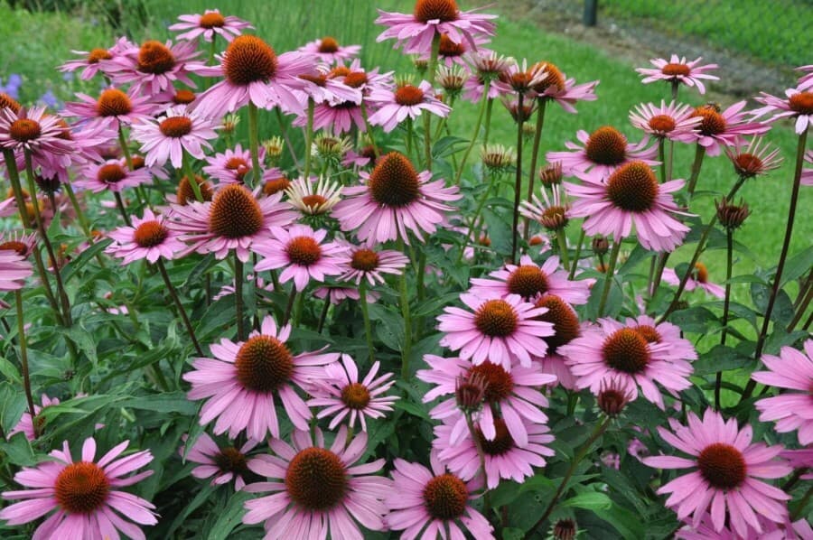 Echinacea – Hofer