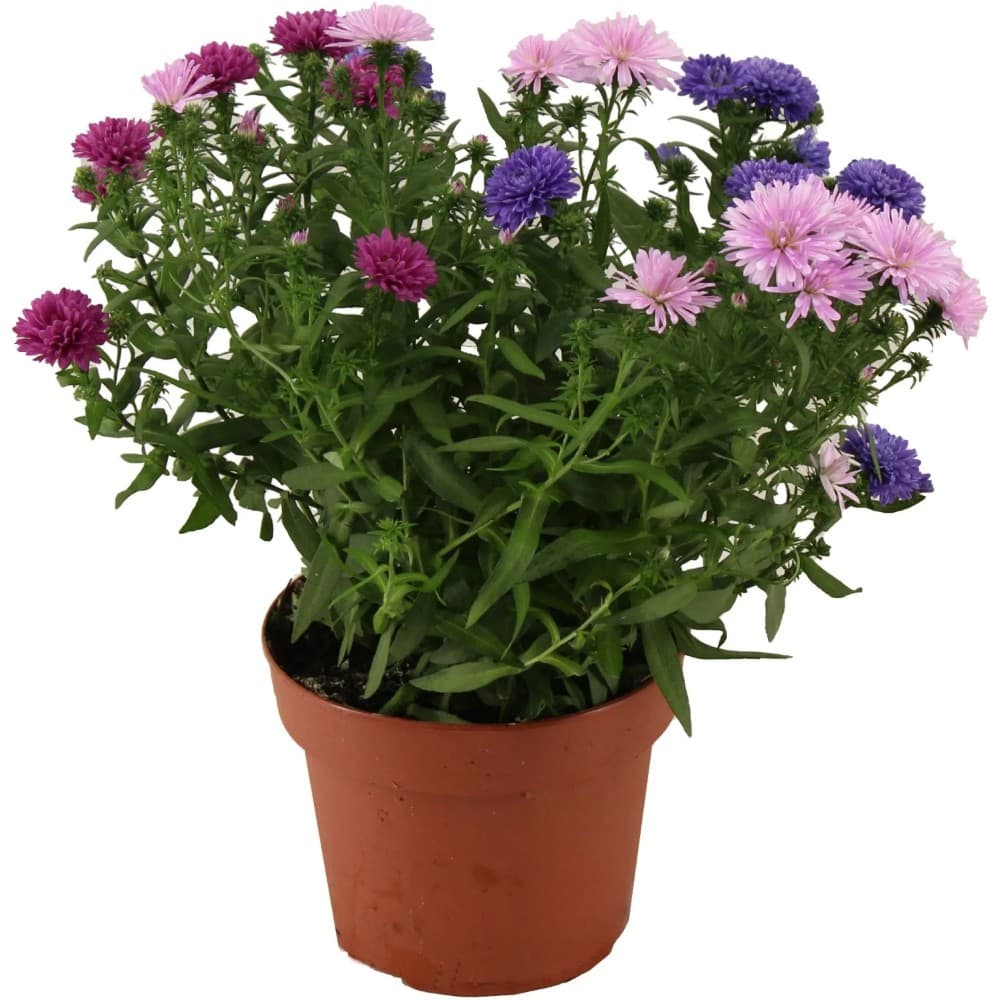 Astern Trio Angebot bei Norma