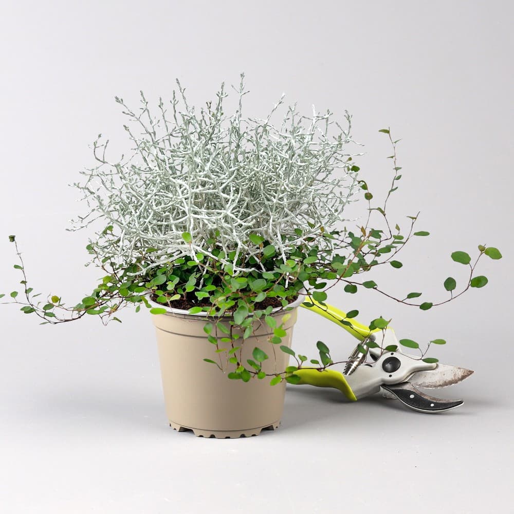 Silberdraht & Mühlenbeckia, 13-cm-Topf – Bauhaus