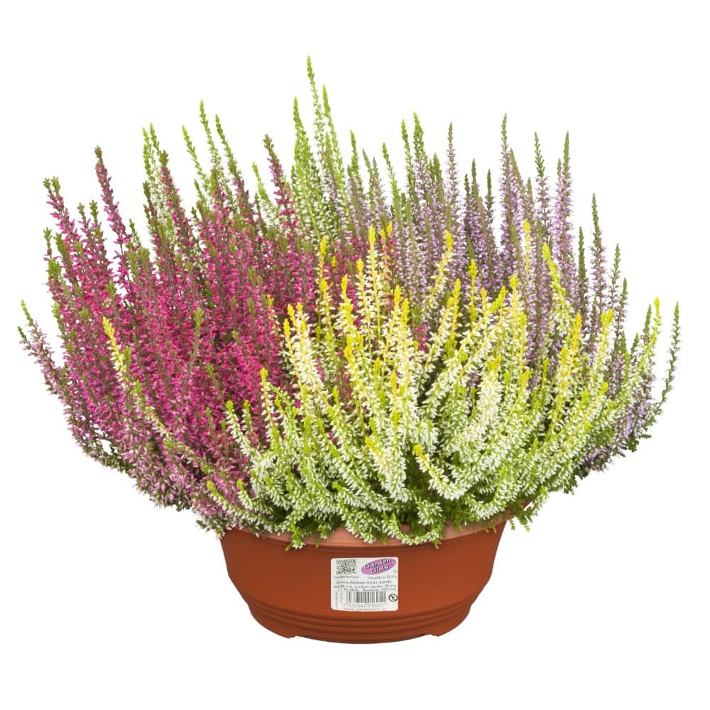 Calluna "Beauty Ladies" Quattro – Lidl