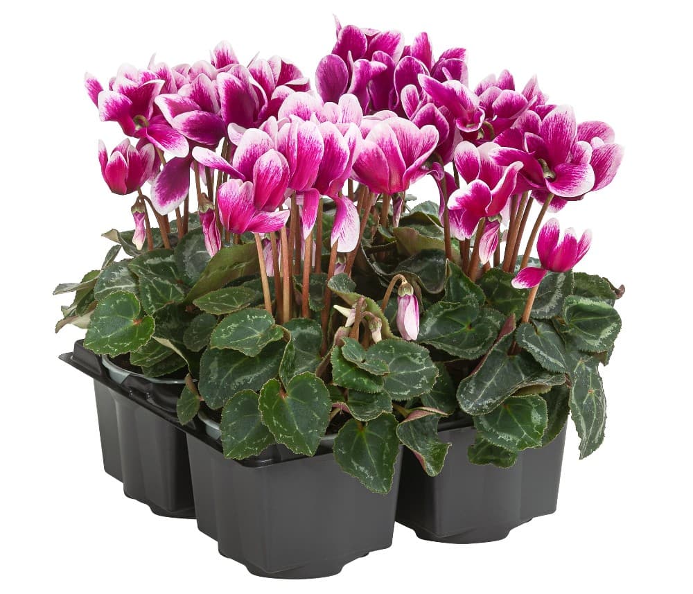 Freiland Alpenveilchen, 12-17 cm – Norma