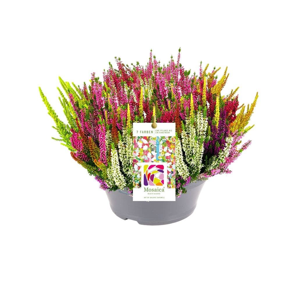 Calluna 'Beauty Ladies Mosaika', 14-cm-Topf – Bauhaus