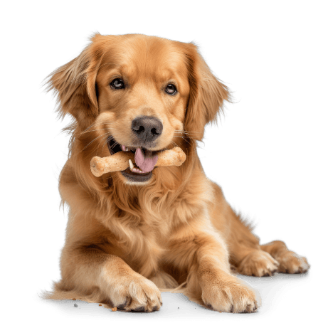 Kategorija proizvoda Hundesnacks