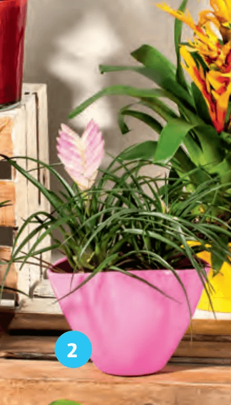 Bromelien Deluxe, 2 Pflanzen, Ø ca. 18,5 cm – Hofer