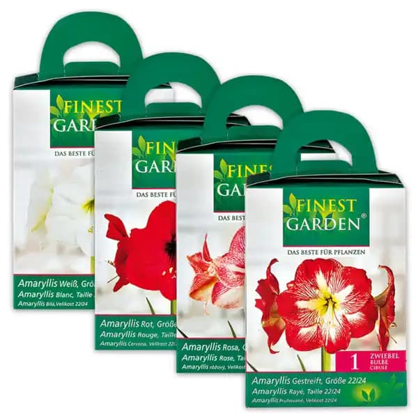 Amaryllis FINEST GARDEN – Norma