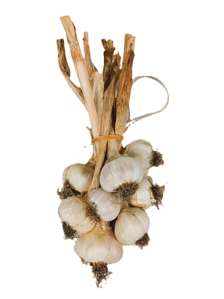 Bio-Knoblauch-Zopf Edition Stekovics, 1 Zopf SPAR wie früher – Interspar