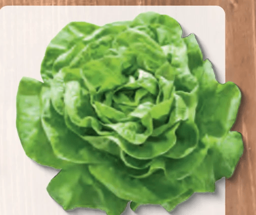 Grüner Salat, per Stück – Hofer