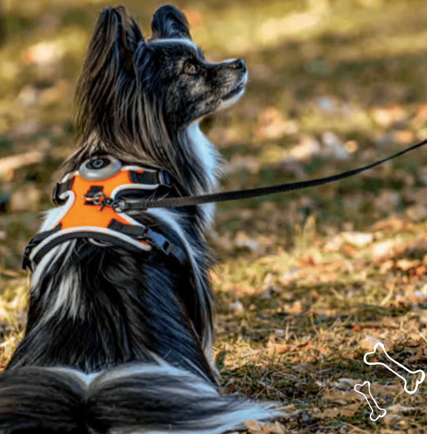 Hunde-Regenmantel Romeo – Hofer