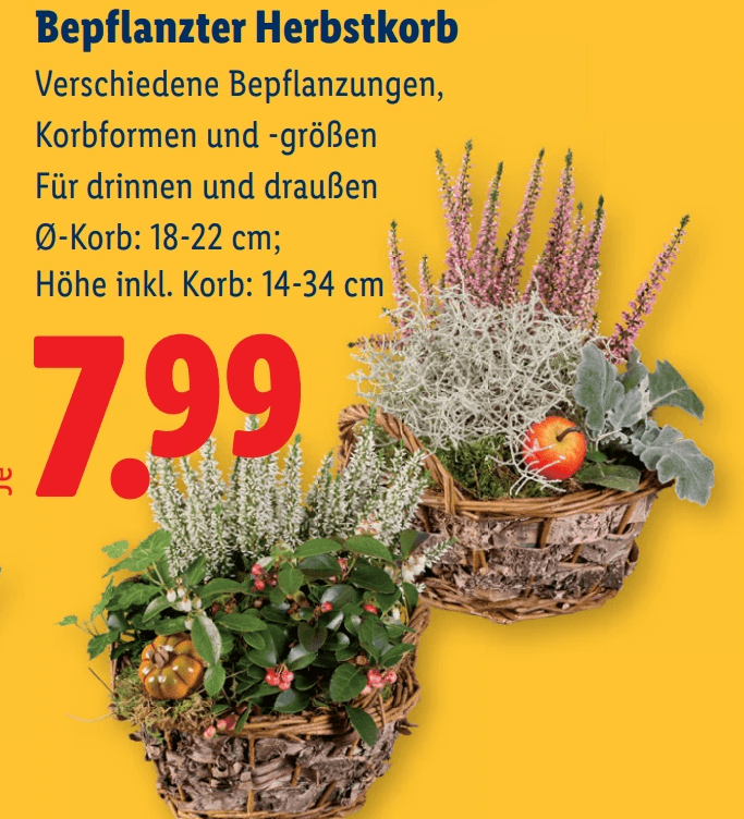 Bepflanzter Herbstkorb – Lidl