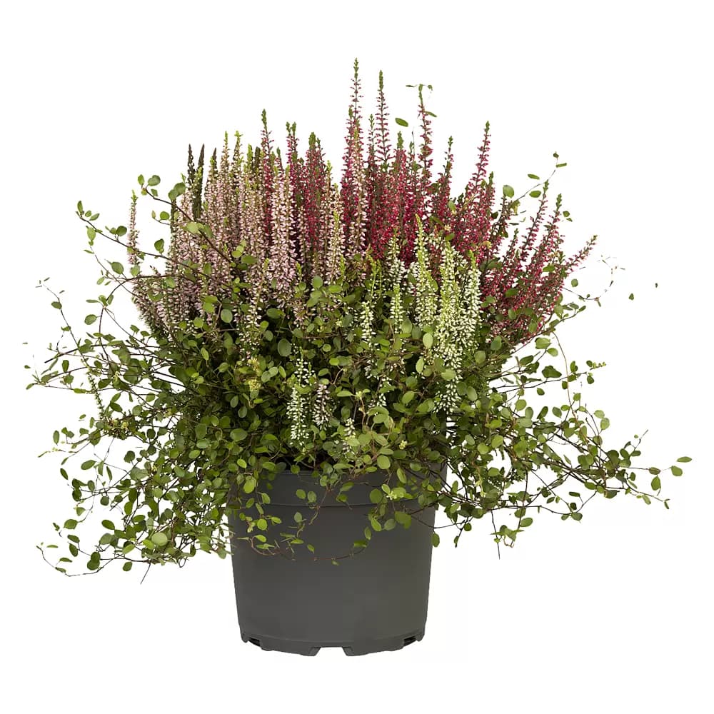 Calluna 'Garden Girls' Kombi, 17-cm-Topf – Bauhaus