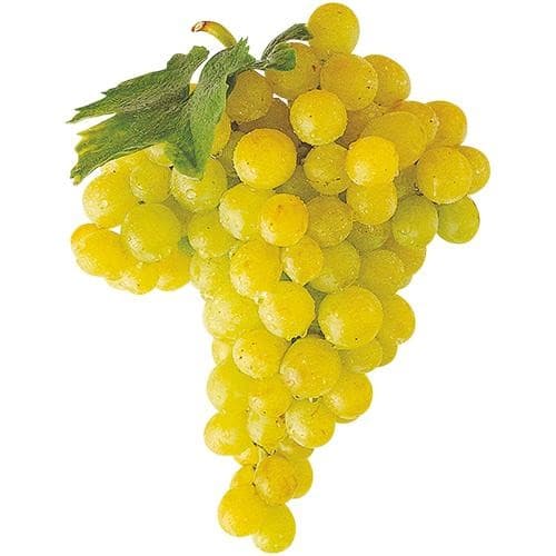 Premium Trauben hell per kg Angebot bei MPREIS