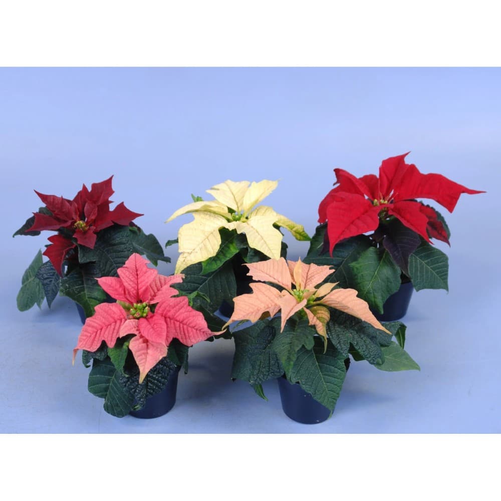 Weihnachtsstern Mini – Lidl