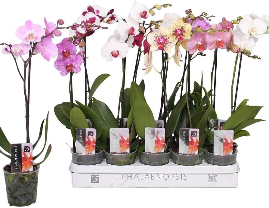 Orchidee Phalaenopsis – Norma