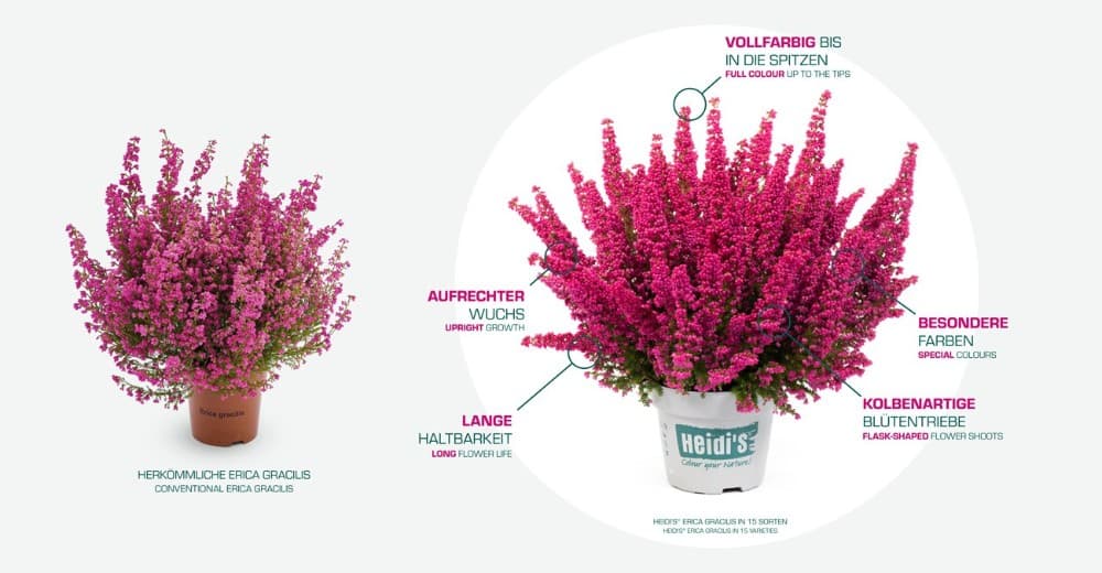 Erica gracilis 'Heidis', 12-cm-Topf – Bauhaus