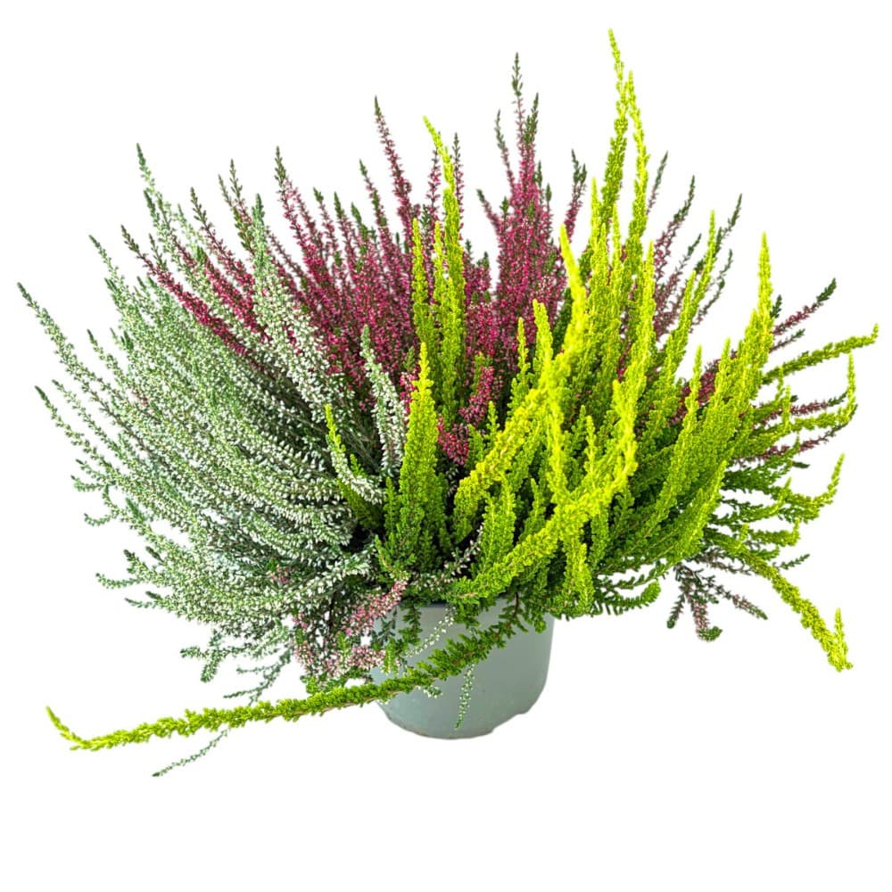 Calluna 'Garden Girls' XL, 17-cm-Topf – Bauhaus
