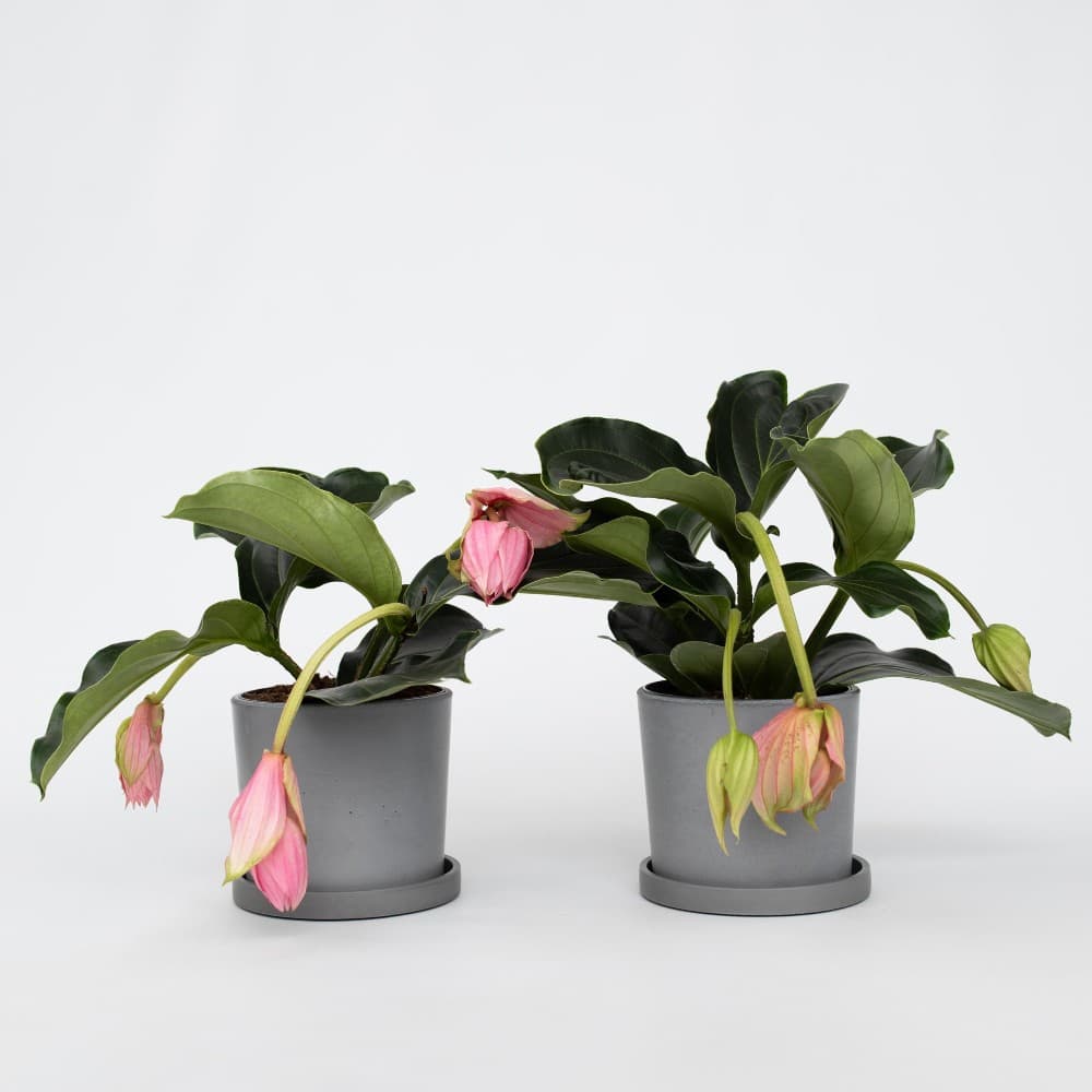 Medinilla magnifica – Norma