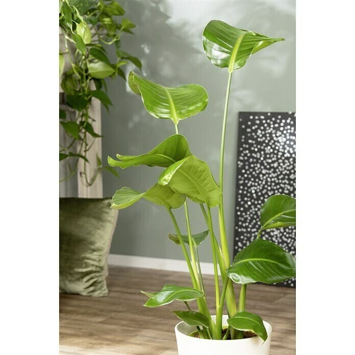 Strelitzie 23 cm-Topf Angebot bei Bauhaus