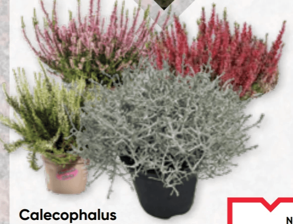 Calecophalus im 12 cm Topf 12 cm Topf Angebot bei Maximarkt