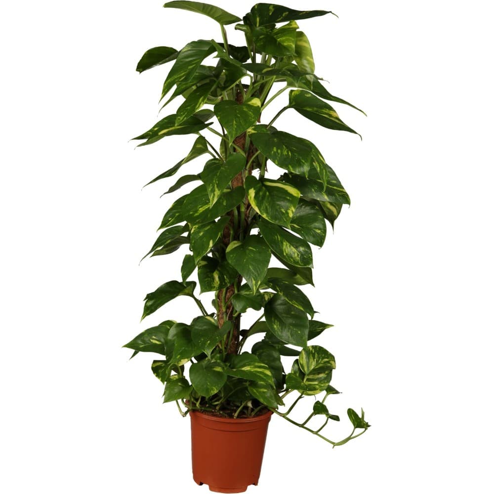 Epipremnum aureum am Moosstab, 24-cm-Topf – Bauhaus