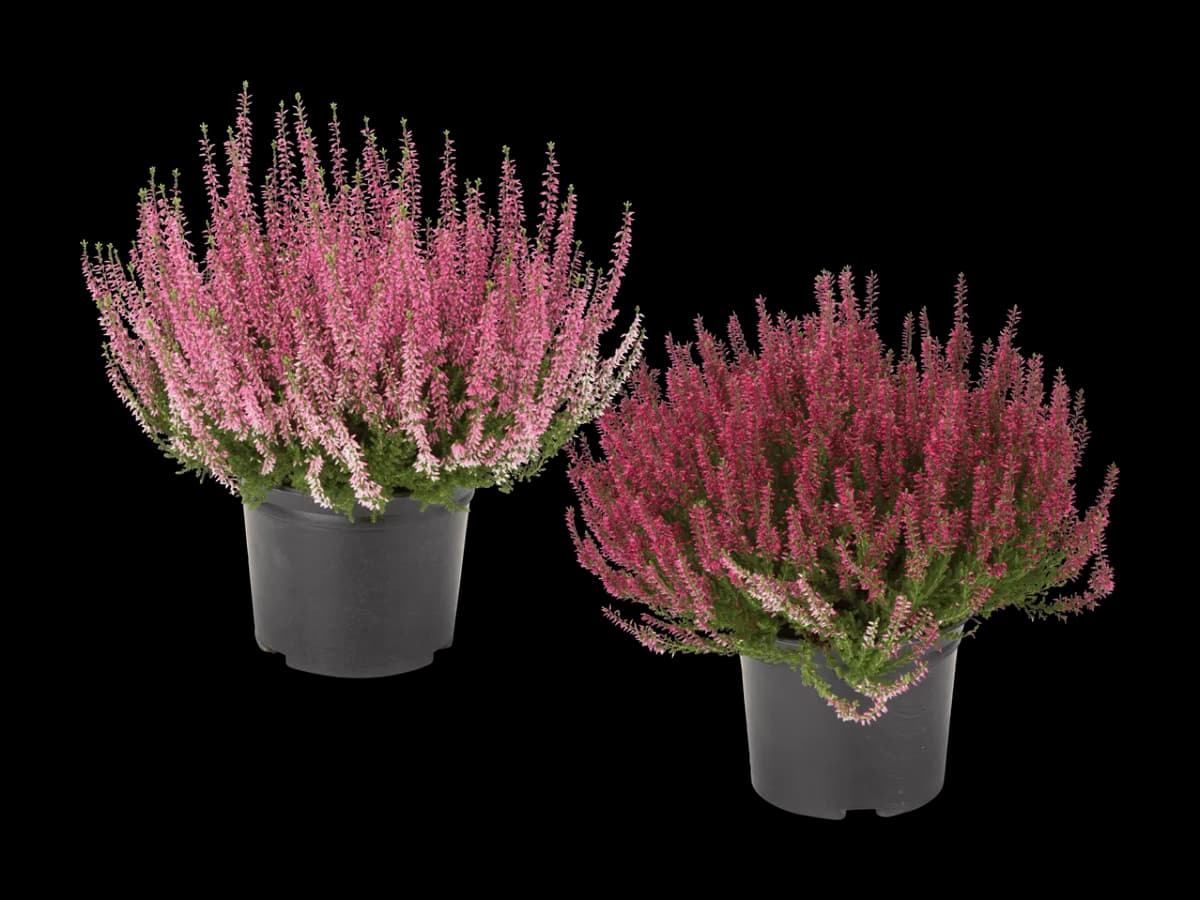 Calluna Vulgaris – Lidl