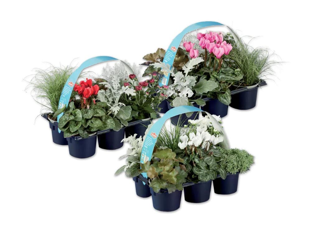 Herbstpflanzenmix 6er Tray Angebot bei Lidl