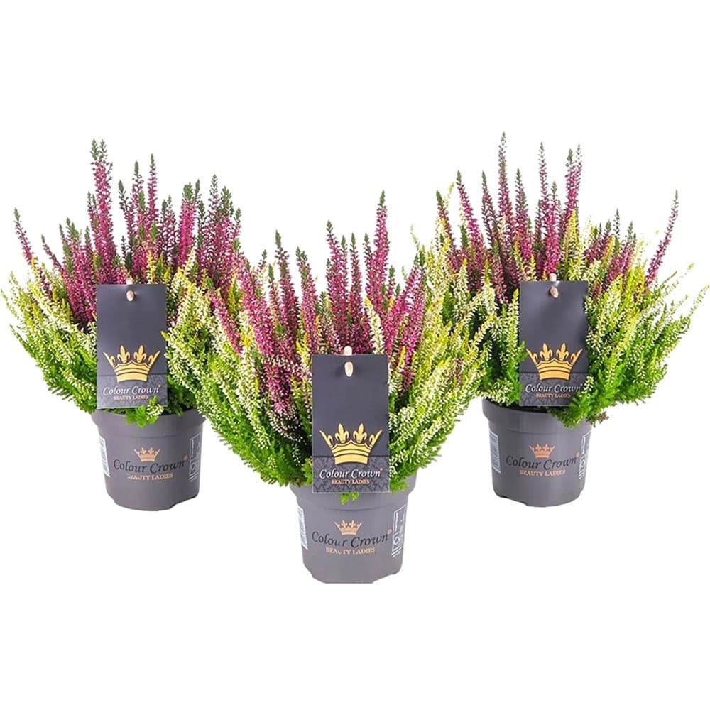 Calluna Beauty Ladies, 1 Stk. – MPREIS