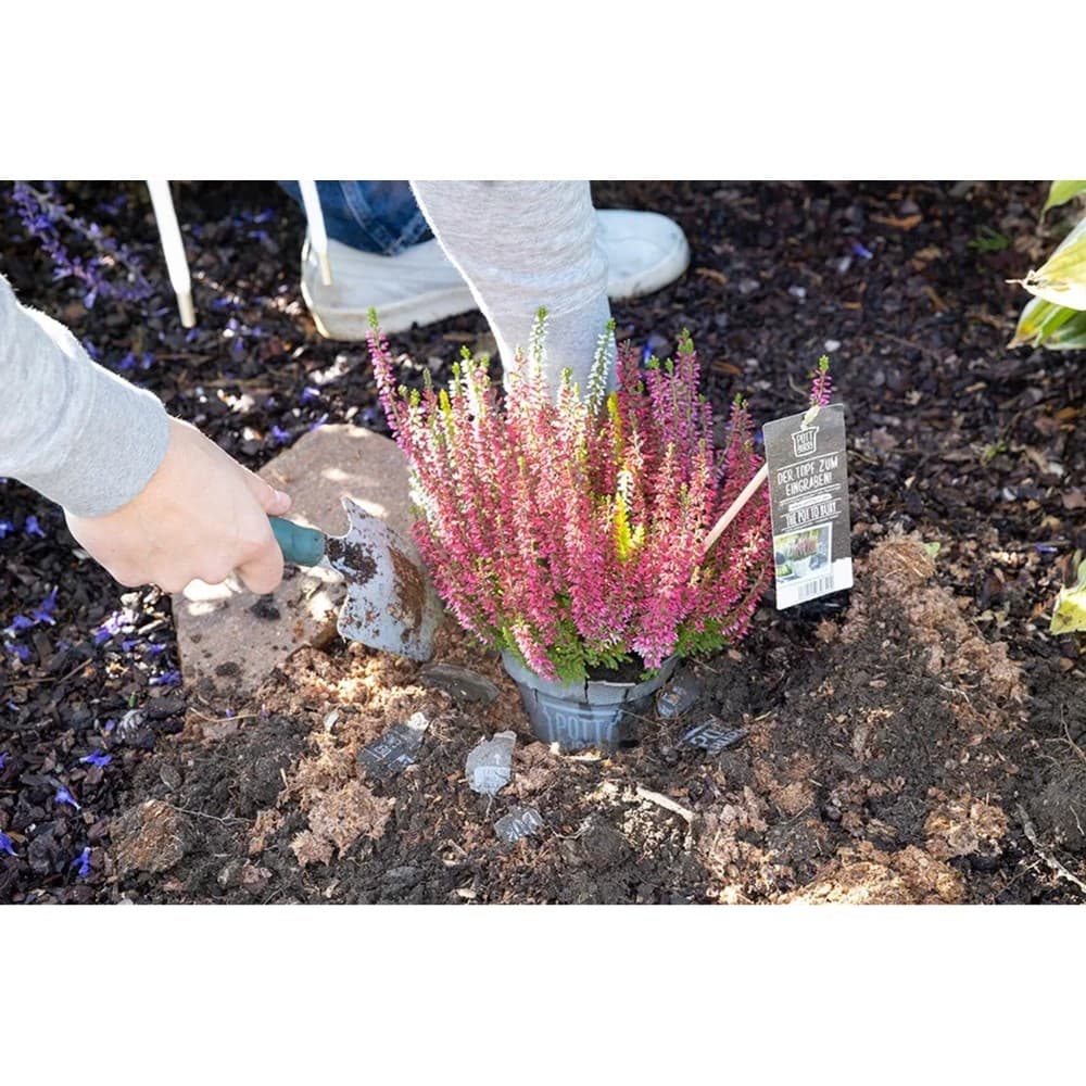 Calluna 'Beauty Ladies', 11-cm-Topf – Bauhaus