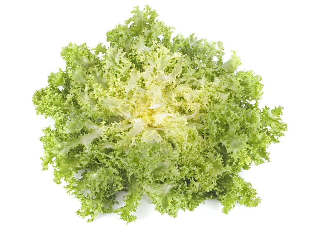Endiviensalat, per Stück – Hofer