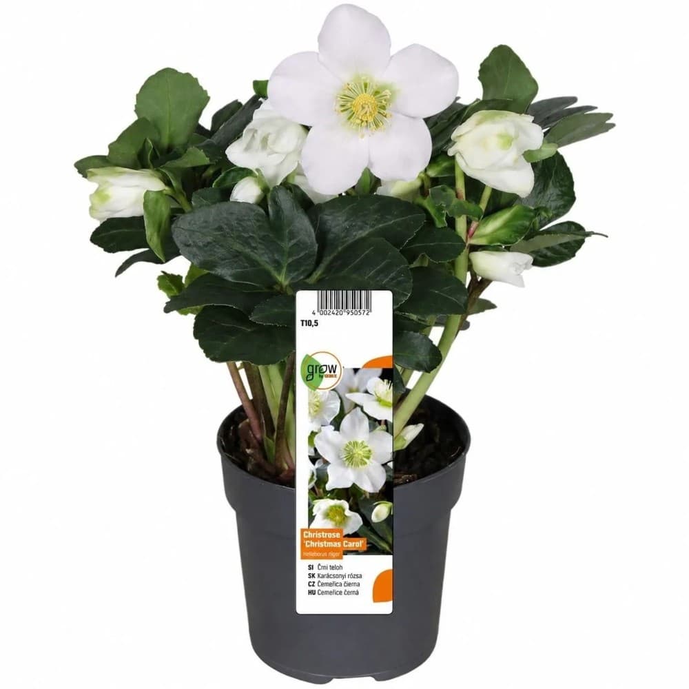 Christrosen, 10,5-cm-Topf Helleborus Picea glauca 'Conica' – Bauhaus