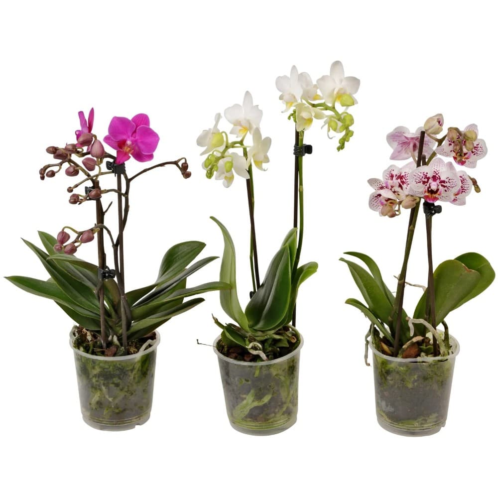 Orchidee Multiflora Phalaenopsis, 40-55 cm – Norma
