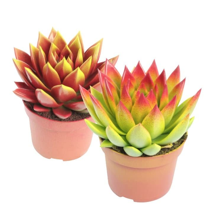 Echeveria Gefärbt, ca. 15 cm hoch – Penny