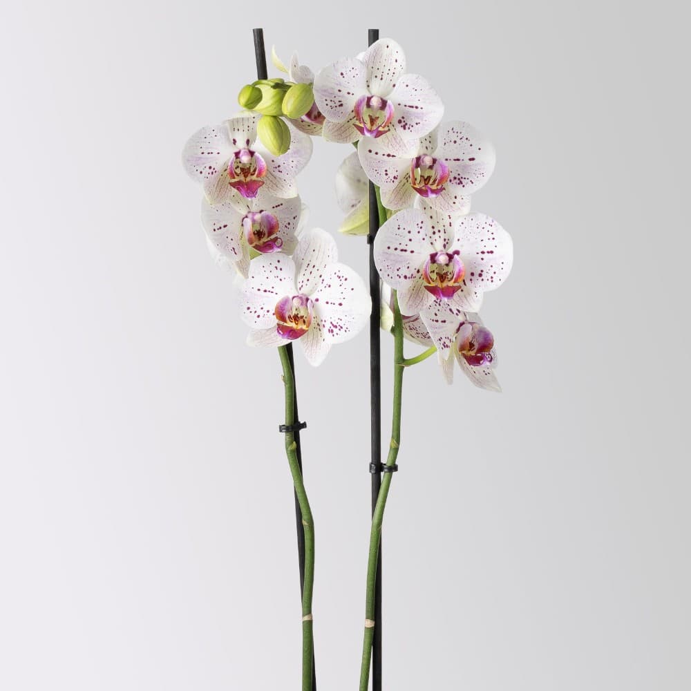 Schmetterlings-orchidee, 12-cm-Topf – Bauhaus