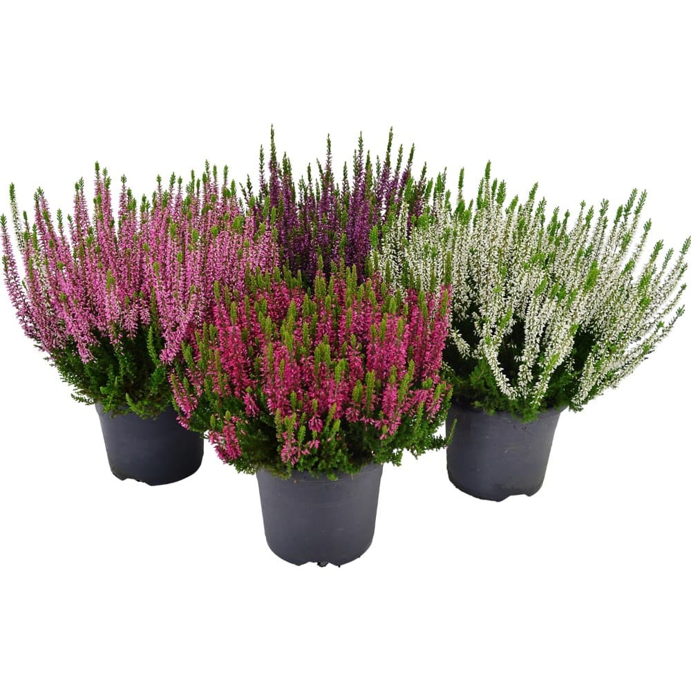 Calluna 'Beauty Ladies', 11-cm-Topf – Bauhaus