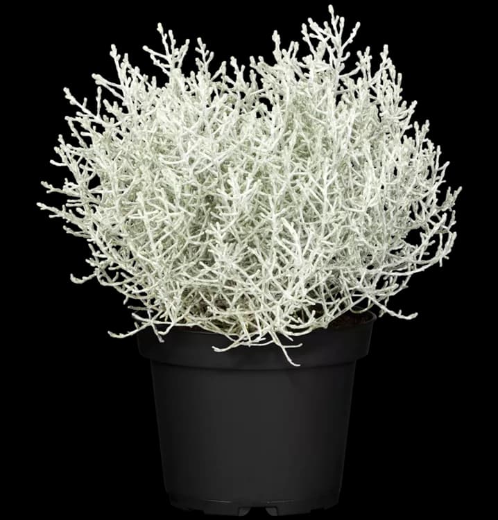 Silberblattpflanzen winterhart, 18-22 cm – Norma