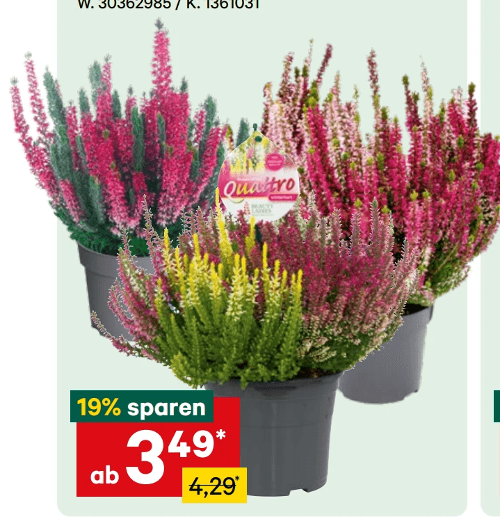 Calluna Beauty Ladies, 12-14 cm-Topf – Lagerhaus