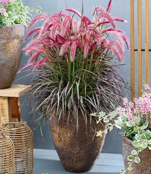 Lampenputzergras Pennisetum advena 'Tiny Tails', 19-cm-Topf – Bauhaus
