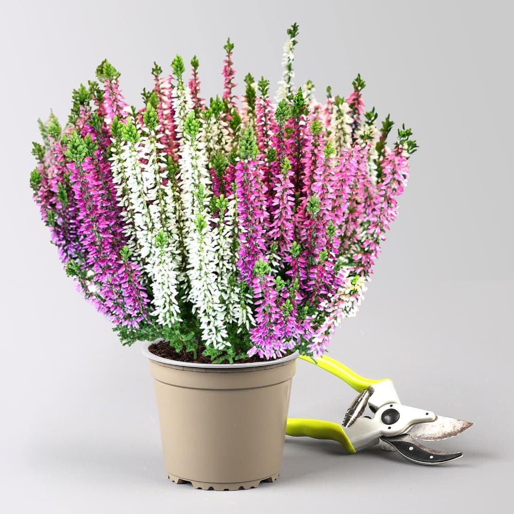 Calluna Beauty Ladies, 12-14 cm-Topf – Lagerhaus