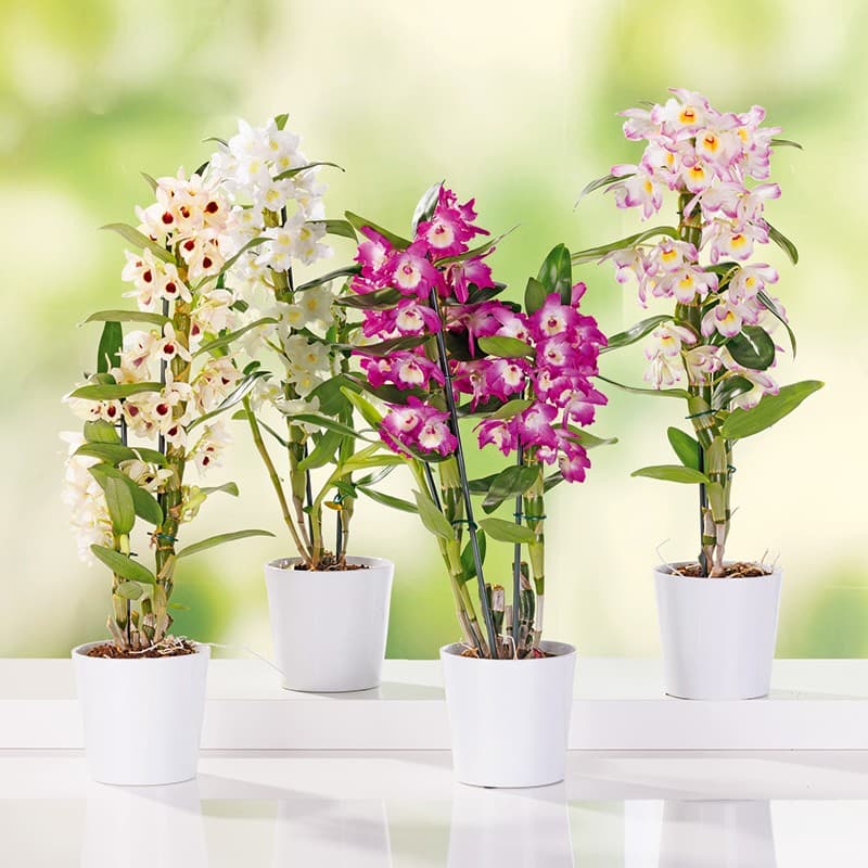 Dendrobium nobile – Norma