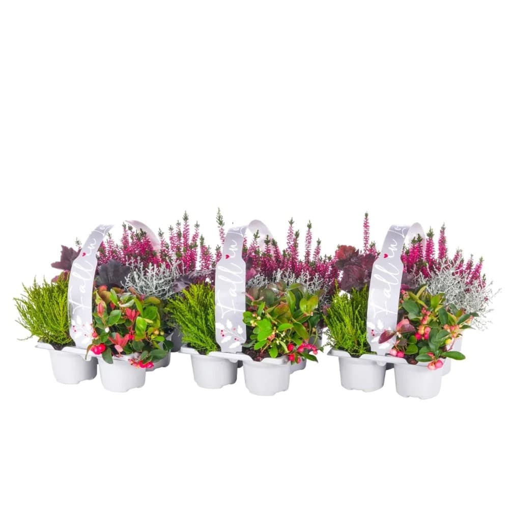 Herbstmix "Fall in Love", 6er Tray, 6er Tray – Lidl