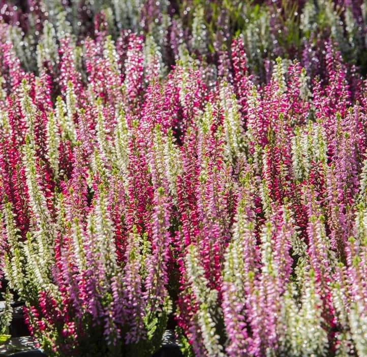 Calluna Beauty Ladies STARLIGHT – Lagerhaus