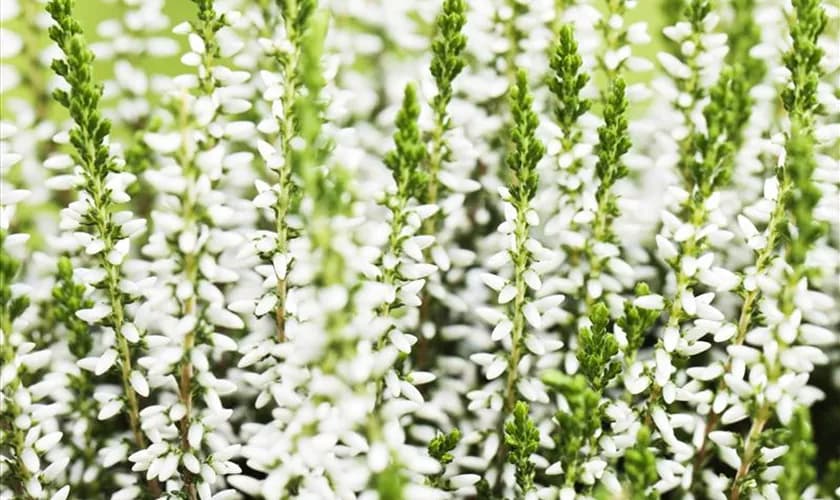 Solitär Calluna Busch – Norma