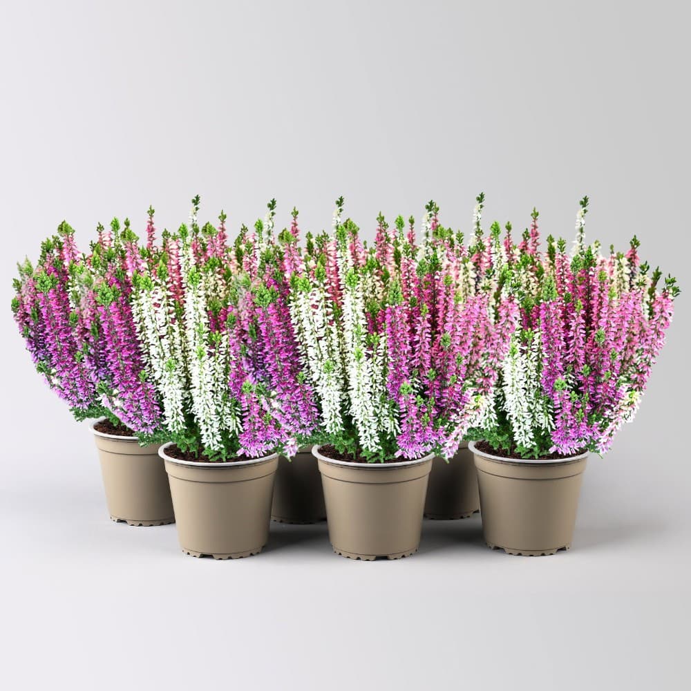Calluna Beauty Ladies, Topfgröße 13 cm – MPREIS