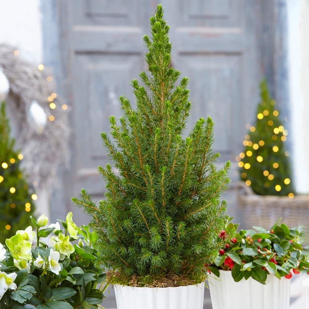 Zuckerhutfichte, 23-cm-Topf Picea glauca 'Conica' – Bauhaus