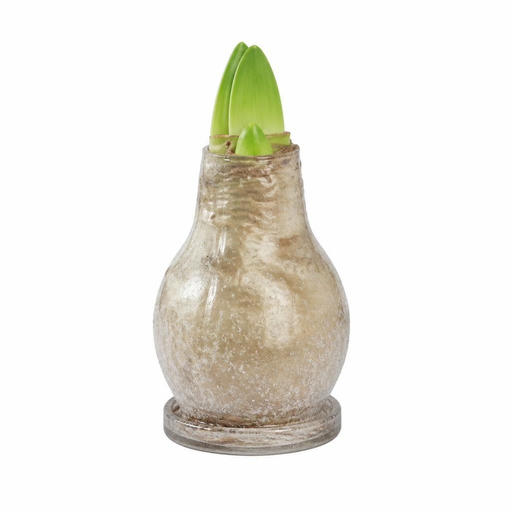 Wachs-Amaryllis – Hofer